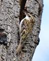 Treecreeper_Julie Browne